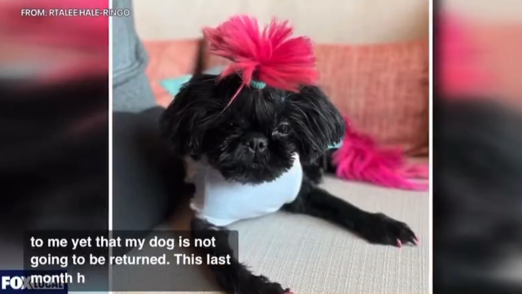 Someone Took Kelee Ringo's Mom's Dog from the Port Richmond Target ...