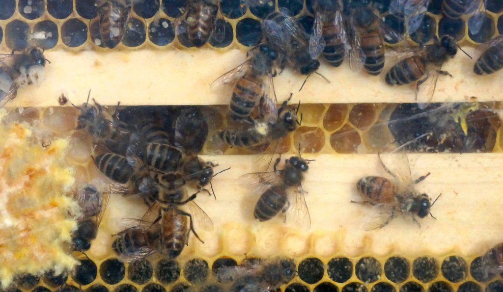 Busy bees work in their hive at the Above and Beyond Children’s Museum, Wednesday, January 21, 2026, in Sheboygan, Wis. Wednesday was the first of 12 free entrance days sponsored by Acuity Insurance.