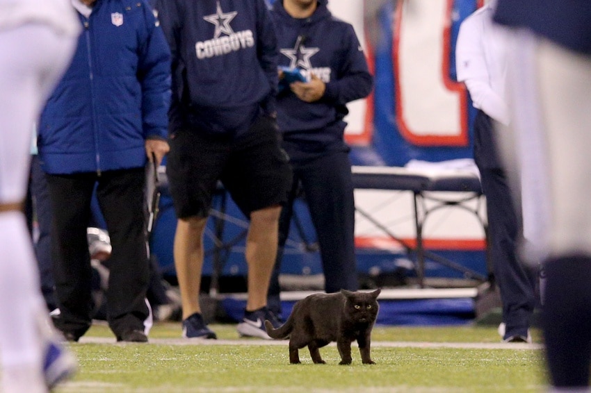 Kevin Harlan’s Black Cat Play-by-Play Was Fantastic