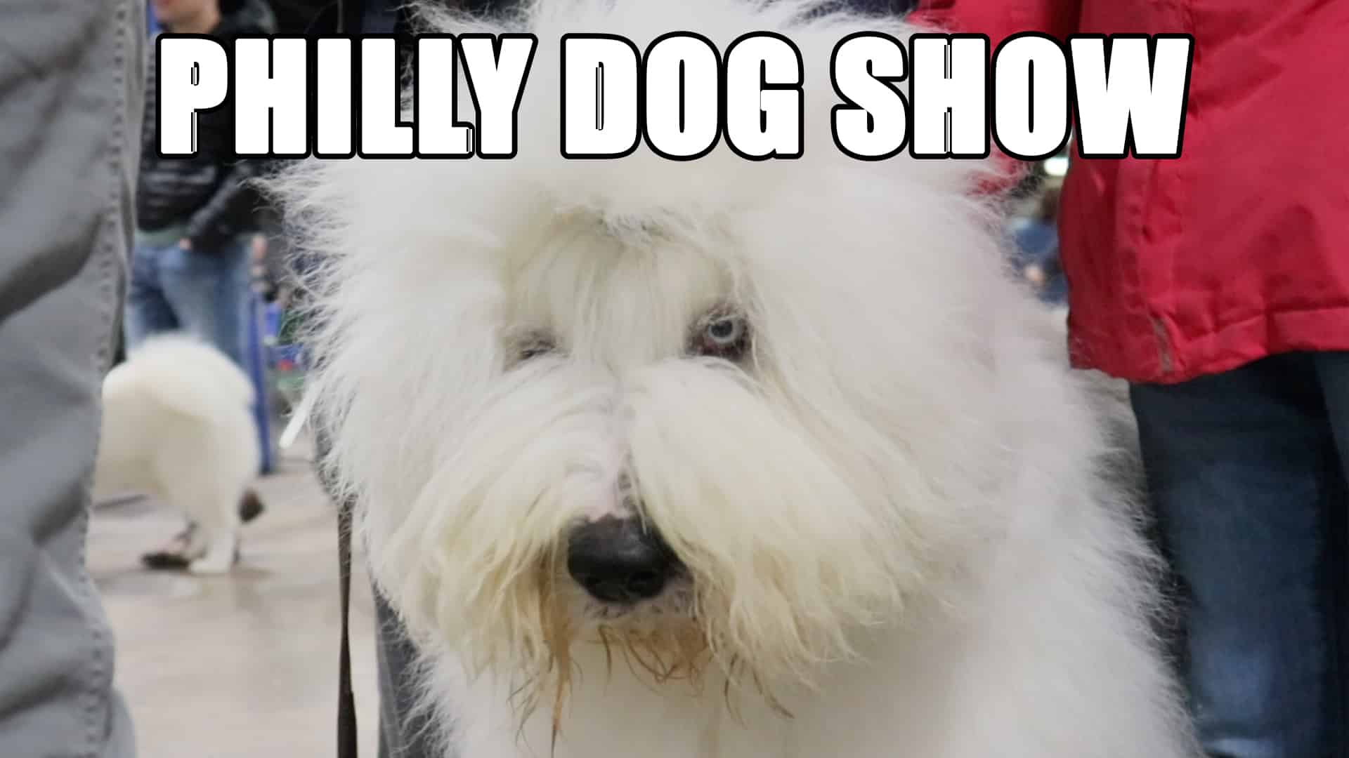 Kyle Does the National Dog Show